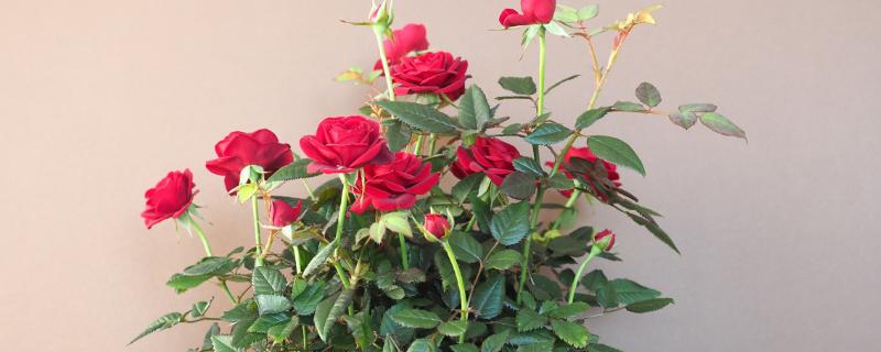 为什么玫瑰花不开花，可能是土壤不适所致