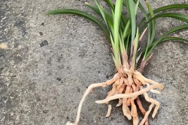 兰花的栽培方法，选择透气能力强且养分较多的土壤