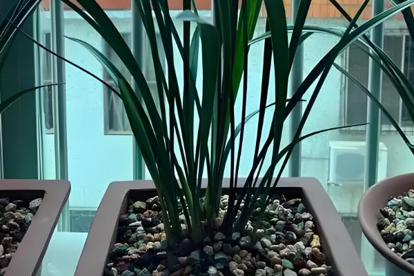 兰花的栽培方法，选择透气能力强且养分较多的土壤