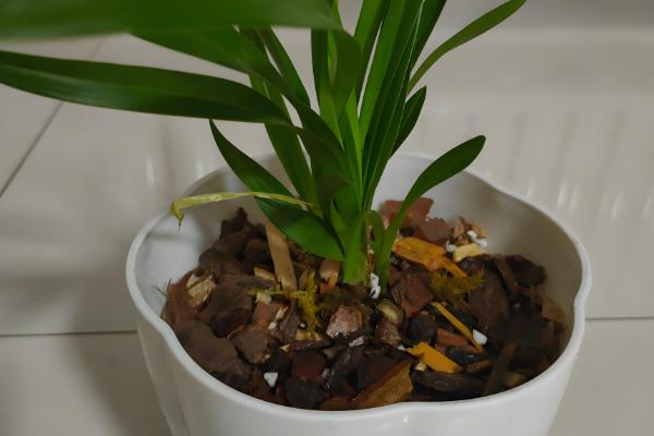 兰花的栽培方法，选择透气能力强且养分较多的土壤