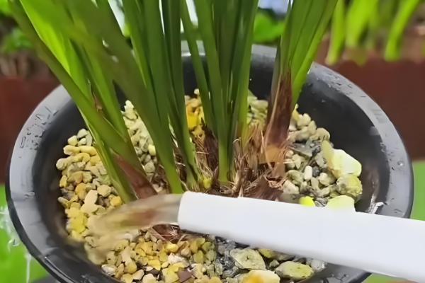 兰花的栽培方法，选择透气能力强且养分较多的土壤