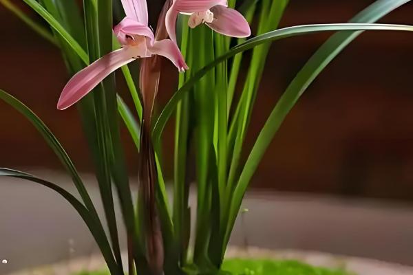 兰花的栽培方法，选择透气能力强且养分较多的土壤