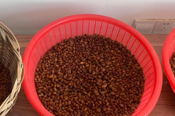 老鸦柿种子怎么催芽，可沙土催芽或清水浸泡催芽