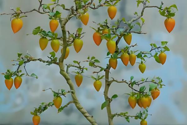 老鸦柿种子怎么催芽，可沙土催芽或清水浸泡催芽