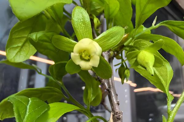 老鸦柿种子怎么催芽，可沙土催芽或清水浸泡催芽