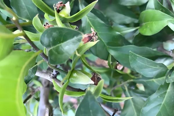 老鸦柿种子怎么催芽，可沙土催芽或清水浸泡催芽