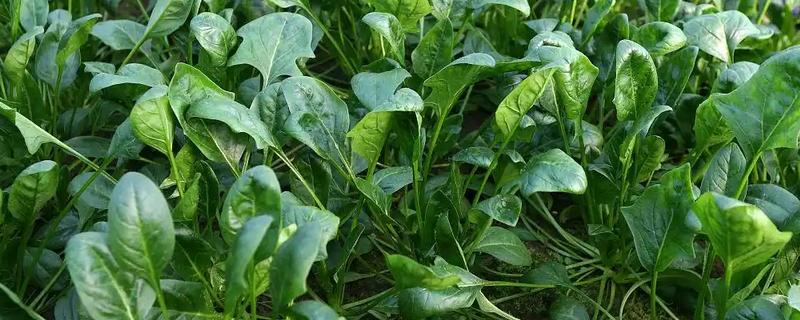 春菠菜如何高产，长出2-3片真叶时要浇水