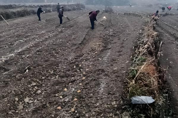 马铃薯对营养有什么要求,需氮最多、需磷最少
