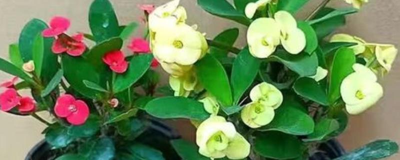 铁海棠为何叶子发黄，可能是过度浇水、光照不适等因素所致