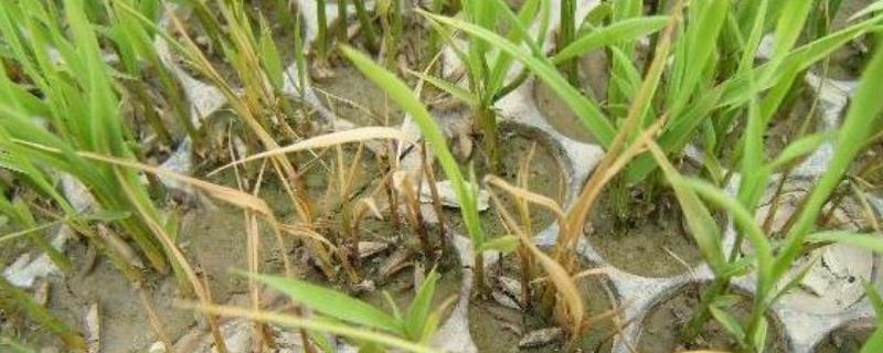 秧苗立枯病有哪些症状，幼芽或者幼根会变成褐色
