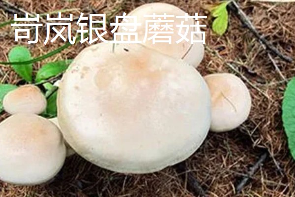 山西省岢岚县的特产，岢岚红芸豆畅销国际市场