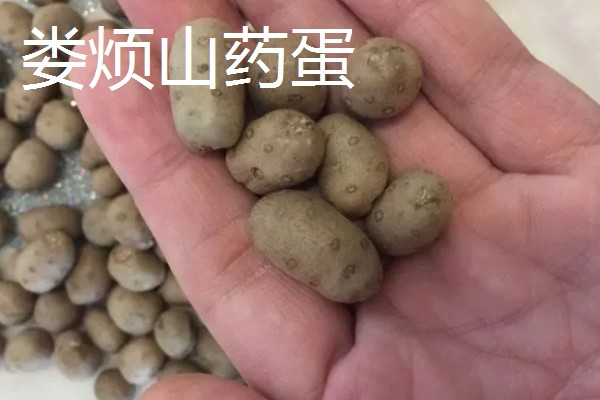 山西省岢岚县的特产，岢岚红芸豆畅销国际市场