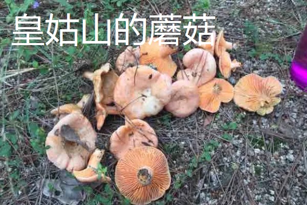 山西省岢岚县的特产，岢岚红芸豆畅销国际市场