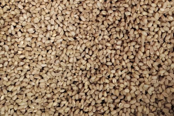 水培大麦苗如何种植,适宜生长在湿润的环境中