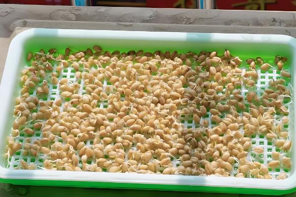 水培大麦苗如何种植,适宜生长在湿润的环境中