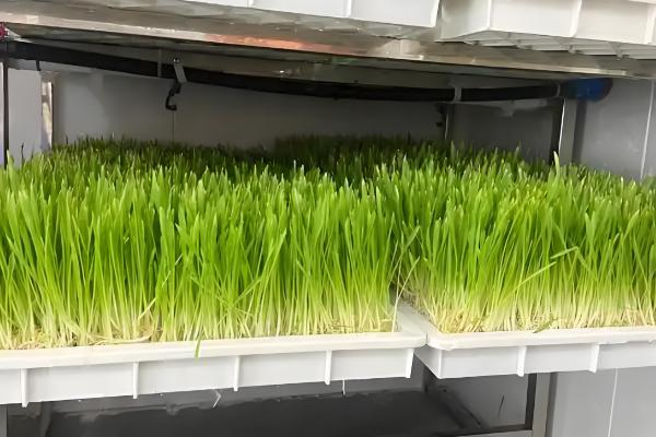 水培大麦苗如何种植,适宜生长在湿润的环境中