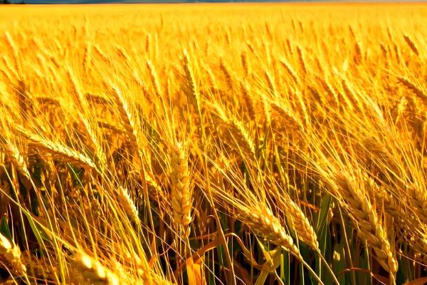 水培大麦苗如何种植,适宜生长在湿润的环境中