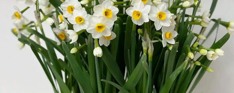 水仙叶子耷拉的原因，可能是缺少光照、水分不足等因素所致