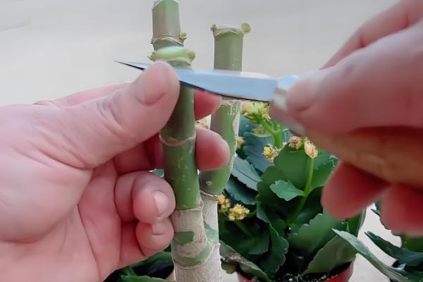 玉树嫁接长寿花的方法,把接穗插在砧木的伤口中并涂抹愈合剂