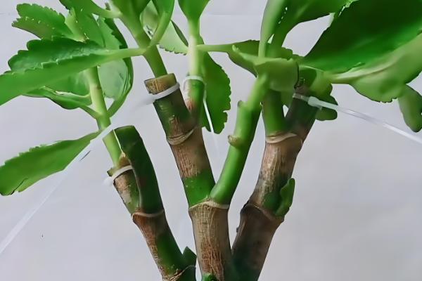 玉树嫁接长寿花的方法,把接穗插在砧木的伤口中并涂抹愈合剂