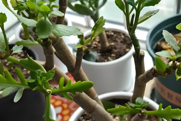 玉树嫁接长寿花的方法,把接穗插在砧木的伤口中并涂抹愈合剂