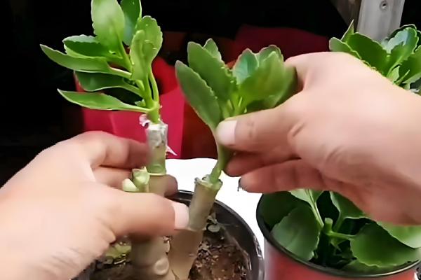 玉树嫁接长寿花的方法,把接穗插在砧木的伤口中并涂抹愈合剂