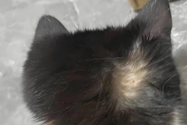 猫咪耳朵掉毛如何处理,根据发生原因采取不同的措施