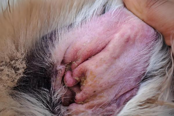 猫咪耳朵掉毛如何处理,根据发生原因采取不同的措施