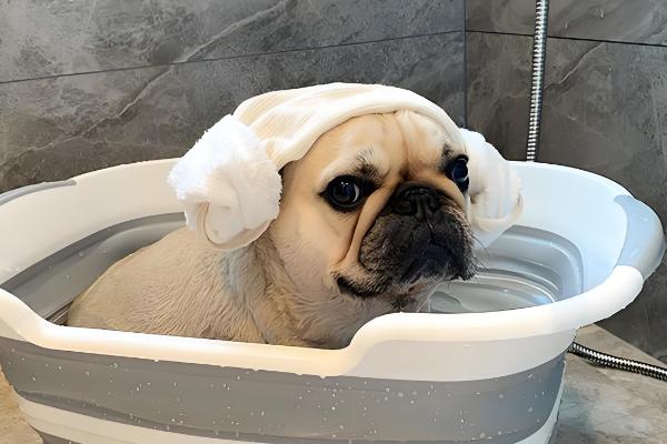 狗洗澡用沐浴露还是洗发水，要使用狗狗专用的洗护产品