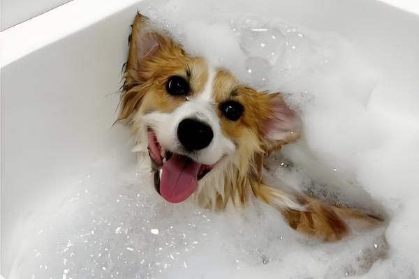 狗洗澡用沐浴露还是洗发水，要使用狗狗专用的洗护产品