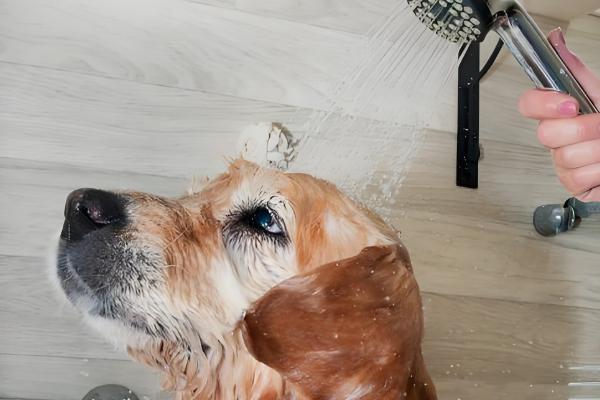 狗洗澡用沐浴露还是洗发水，要使用狗狗专用的洗护产品