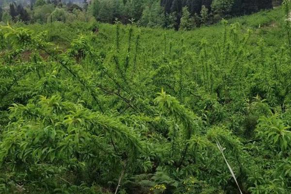 蜂糖李要种授粉树吗，要视情况而定