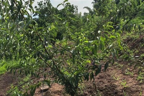 蜂糖李要种授粉树吗，要视情况而定