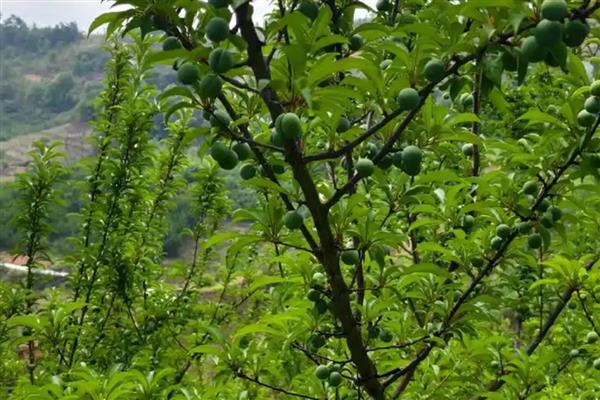 蜂糖李要种授粉树吗，要视情况而定