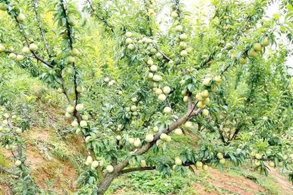 蜂糖李要种授粉树吗，要视情况而定