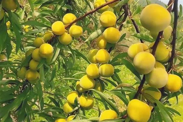 蜂糖李要种授粉树吗，要视情况而定