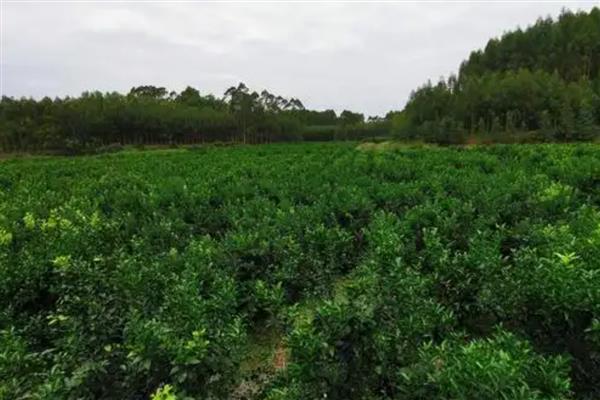 沙糖桔裂果怎么处理,要合理的配比肥料营养