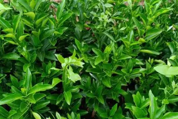 沙糖桔裂果怎么处理,要合理的配比肥料营养