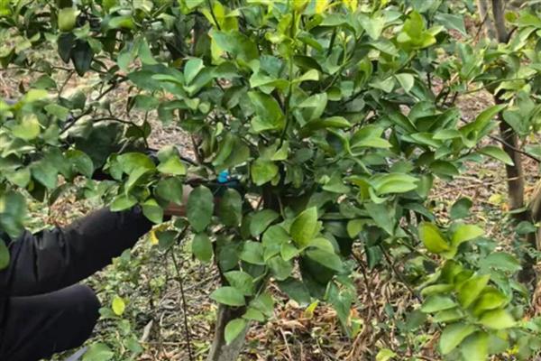 沙糖桔裂果怎么处理,要合理的配比肥料营养