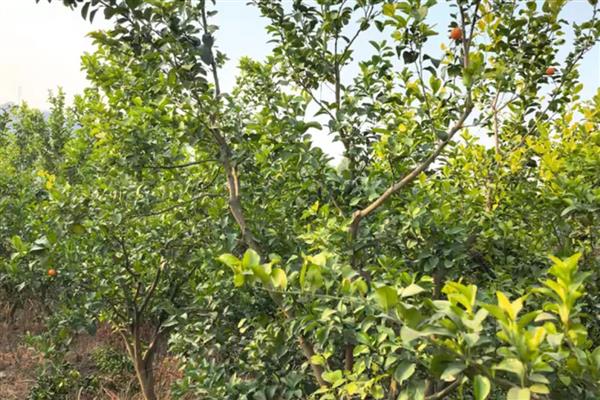 沙糖桔裂果怎么处理,要合理的配比肥料营养