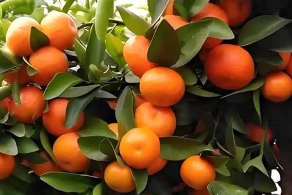 沙糖桔裂果怎么处理,要合理的配比肥料营养