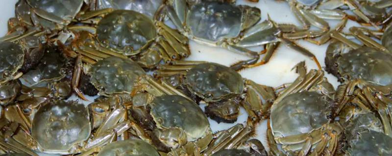 大闸蟹要买公的还是母的，二者的黄金食用时间不同