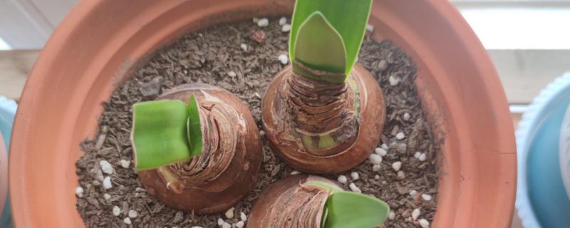 洋葱发芽了能种植吗，洋葱发芽了能种植