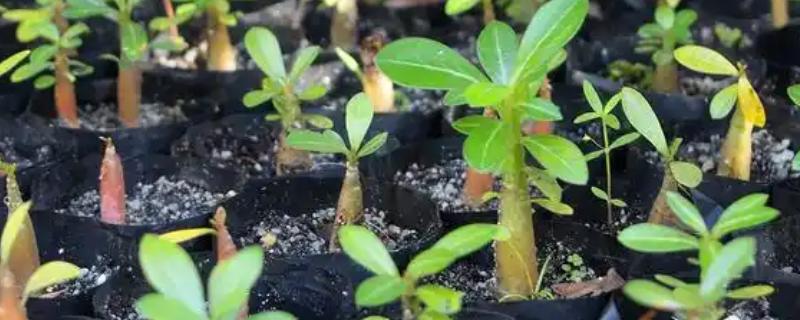 绣球花小苗怎么养长得快，第一步是将植株上的花苞剪掉