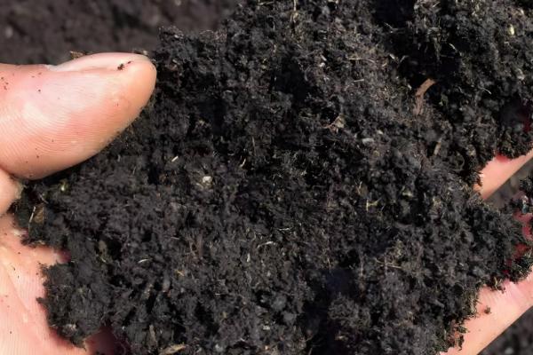 薰衣草怎么种植,后期要提供全天的日照