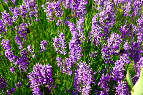 薰衣草怎么种植,后期要提供全天的日照