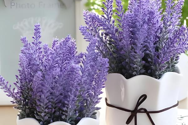 薰衣草怎么种植,后期要提供全天的日照