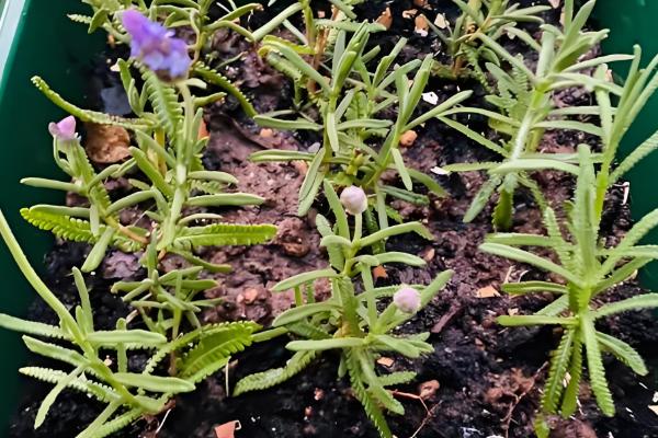 薰衣草怎么种植,后期要提供全天的日照