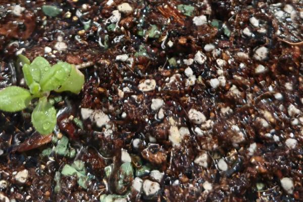 薰衣草怎么种植,后期要提供全天的日照