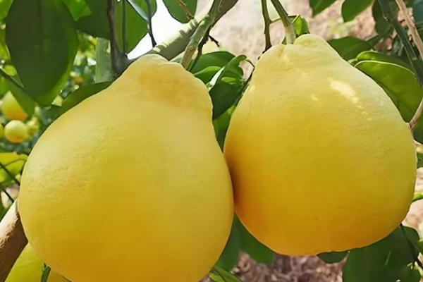 沙田柚的产地有哪些，是广西壮族自治区容县的土特产